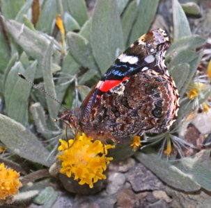 RED ADMIRAL (Vanessa atalanta) (7-26-2020) 8000 ft, crater lake rim drive, klamath co, or -01