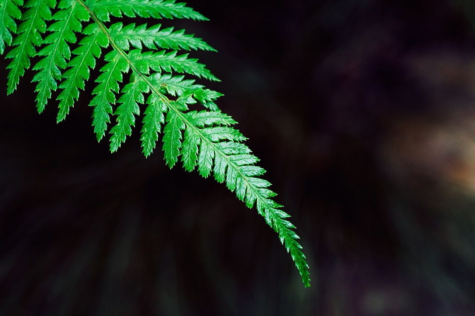 Green leaf natural