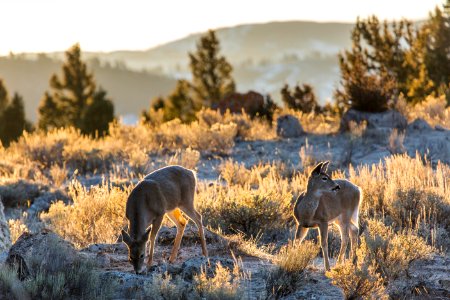White-tailed deer