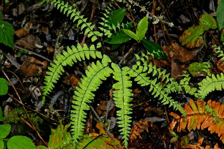 FERN, FIVE-FINGER (adiatum aleuticum) (4-3-08) coon ck -2