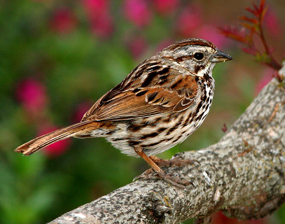 SPARROW, SONG (5-30-07) canet rd, morro bay, slo co, ca