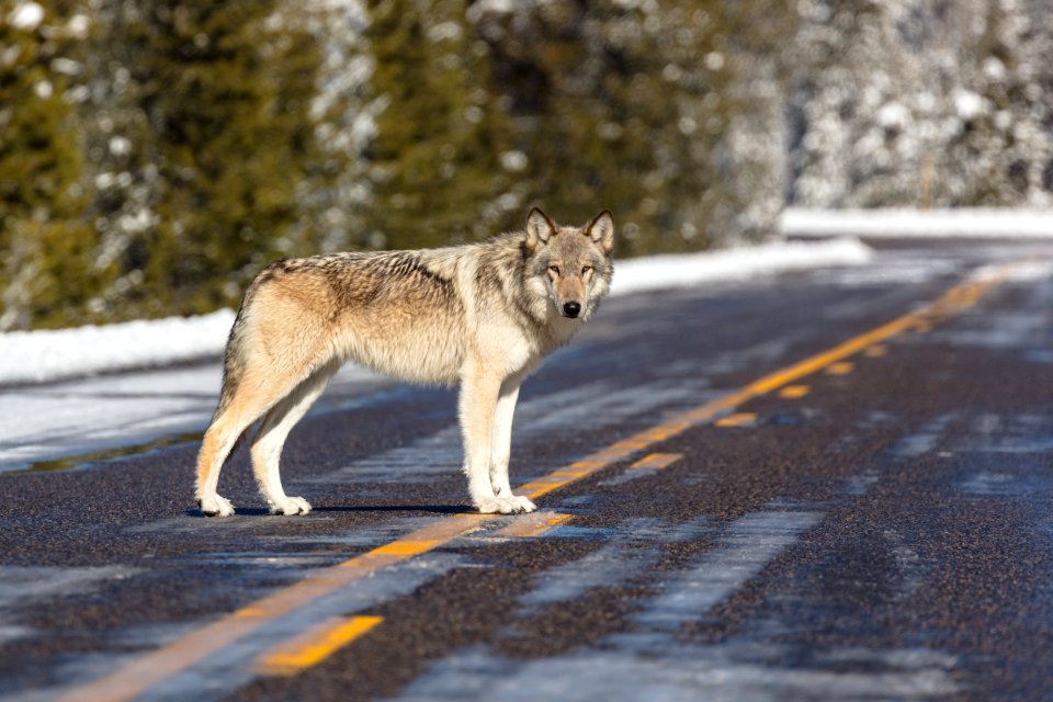 Wolf in the road near Artist Paint Pots