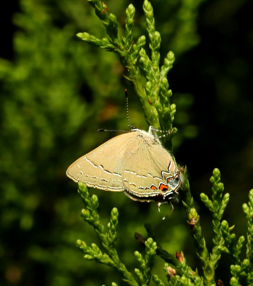 HAIRSTREAK, NORTHERN OAK (Satyrium favonius ontario) (5-4-2019) ashby ranch, edwards co, tx -03
