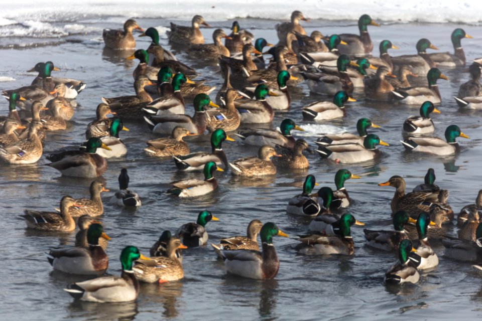 Mallrds huddle together for warmth near the concluence of Alum Creek and Yellowstone River