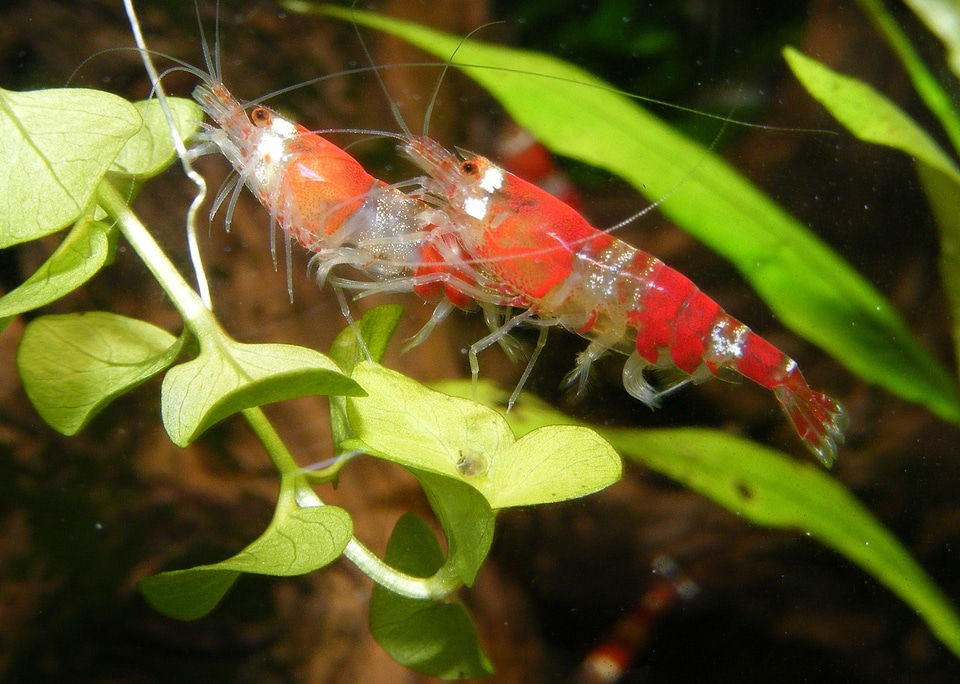 Freshwater underwater animals