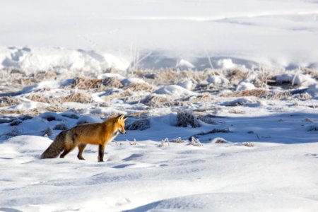 A red fox hunts near Terrace Spring