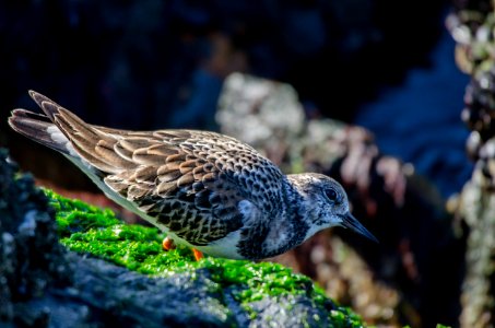 Ruddy Turnstone