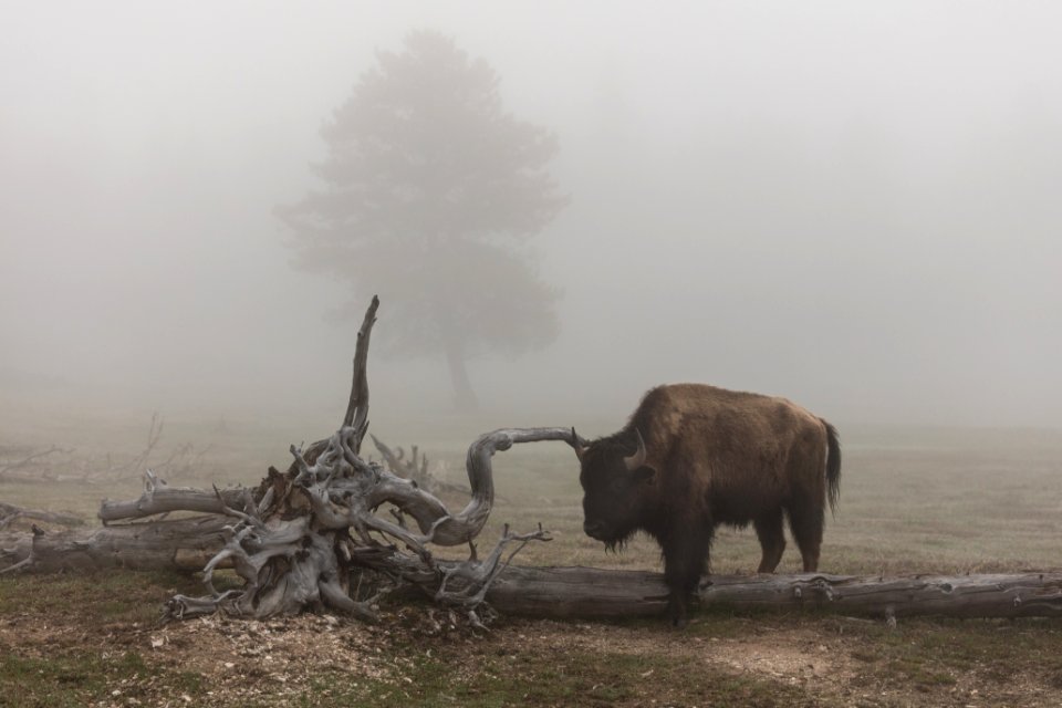 Bison scratching on a foggy morning at Lower Geyser Basin