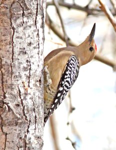 525 - GILA WOODPECKER (12-23-10) san pedro house, cochise co, az
