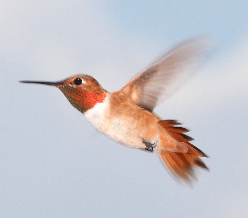 ALLEN'S HUMMINGBIRD (7-11-13)  78 circulo montana, patagonia lake ranch estates, scc, az