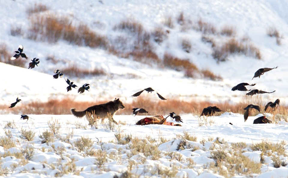 Wolf, magpies, and ravens at carcass near Soda Butte