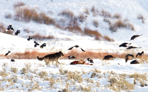Wolf, magpies, and ravens at carcass near Soda Butte