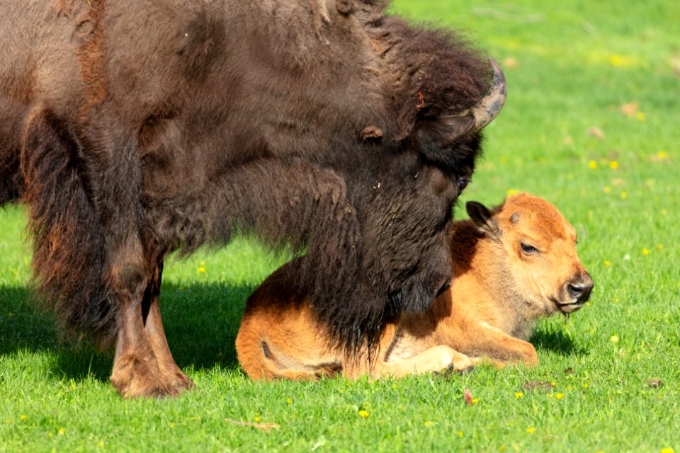 A bison grooms her calf