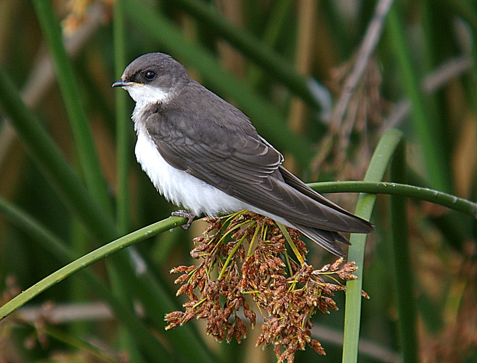 SWALLOW, TREE (7-10-06) juv, oso flaco lake, slo co, ca