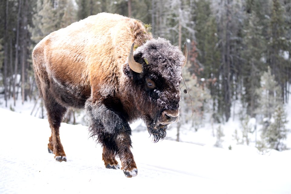 Frost-covered bison walks along the road near Frying Pan Spring