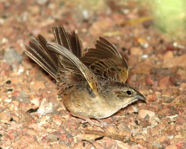 867 - BOTTERI'S SPARROW (5-3-11) 78 circulo montana, patagonia lake ranch estates, scc, az  (2)