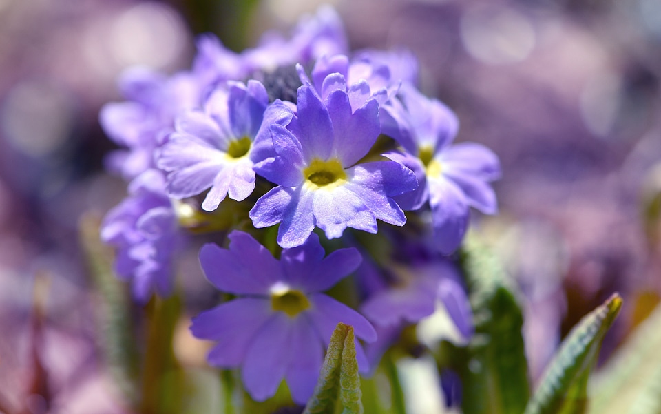 Plant flower garden photo