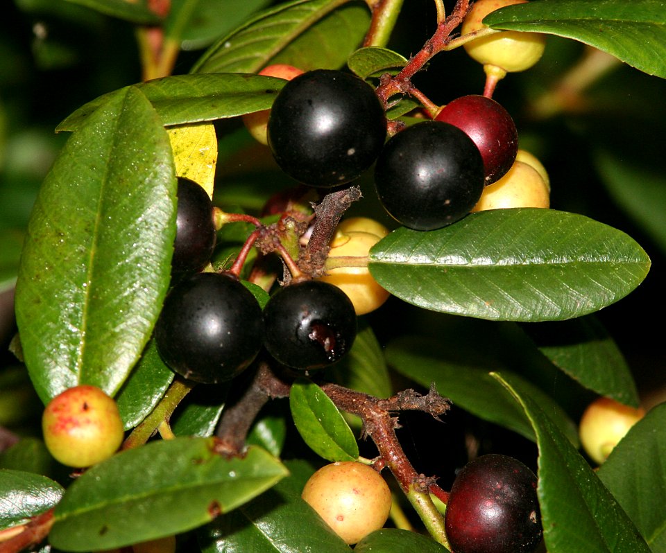 COFFEEBERRY, CALIFORNIA (rhamnus californica c) (9-5-07) coon creek -01