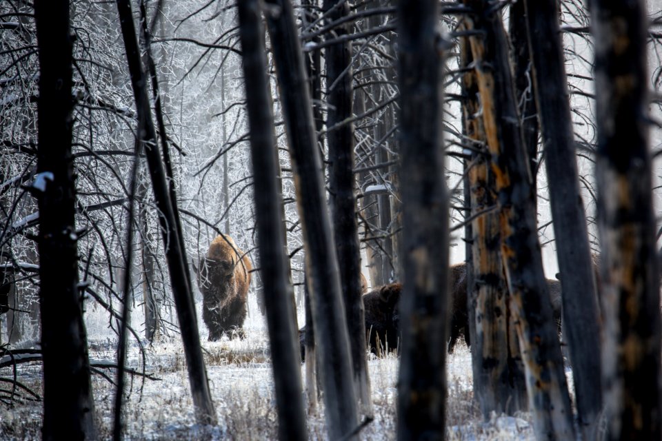Bison in the Lower Geyser Basin