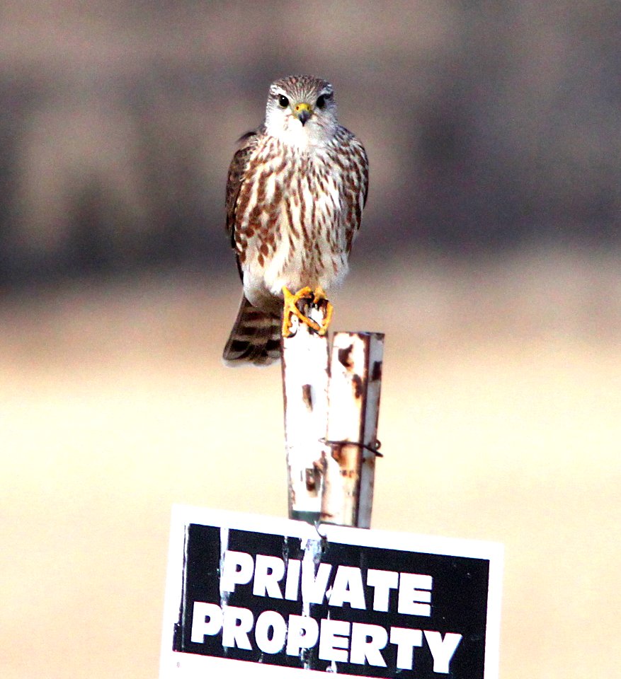 551 - MERLIN (11-24-11) richardsoni, san rafael grasslands, scc, az  (2)