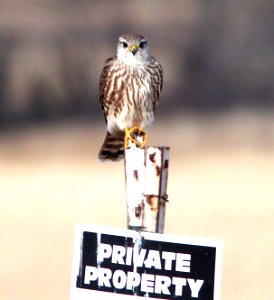551 - MERLIN (11-24-11) richardsoni, san rafael grasslands, scc, az  (2)