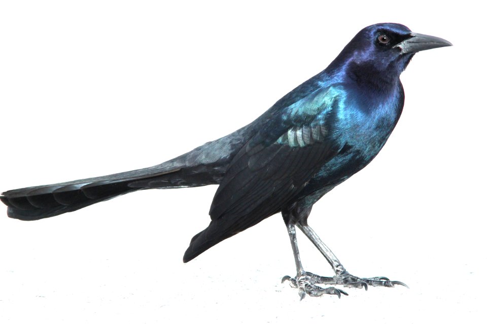 938 - BOAT-TAILED GRACKLE (1-21-10) kendall, fla  (1)