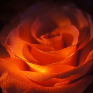 Love flower romance