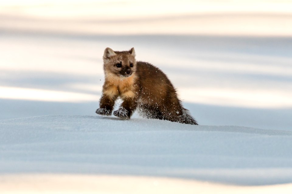 Marten bounding through the snow