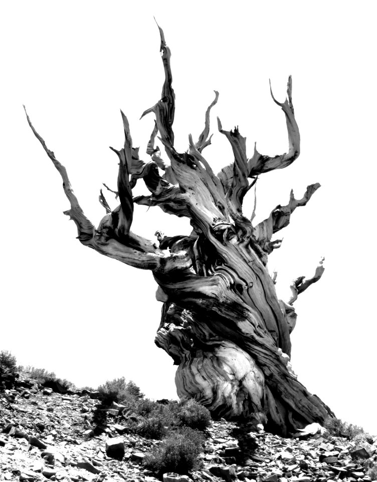 INYO BRISTLECONES & CAMPSITE (8-13-2017) - 08 BW1