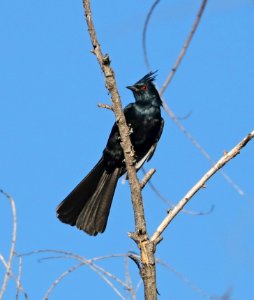 788 - PHAINOPEPLA (5-24-2017) patagonia lake, santa cruz co, az - 01 male