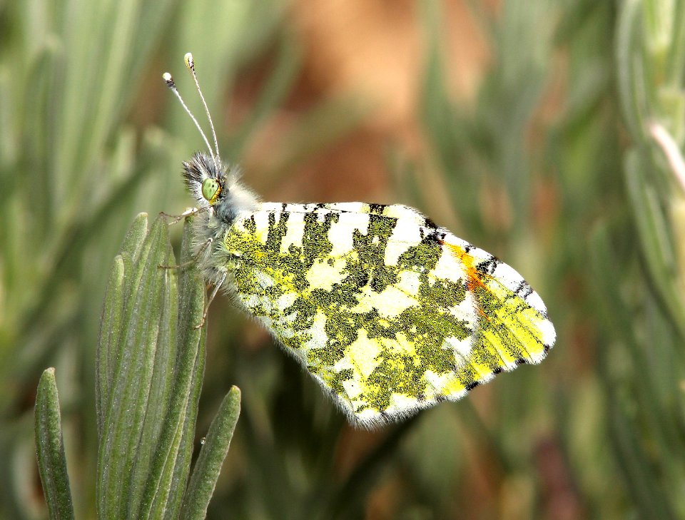 ORANGETIP, PIMA DESERT (Anthocharis cethura pima) (2-28-14) 78 circulo montana, patagonia lake ranch estates, scc, az -02