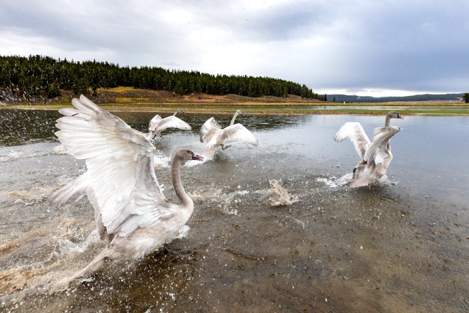 Swan release September 2019 (7): the release