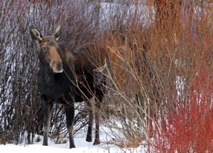 Cow moose photo