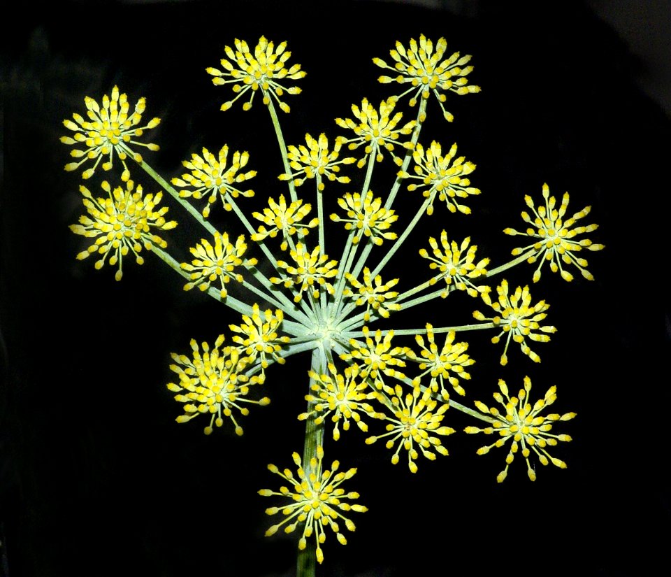SWEET FENNEL (foeniculum vulgare) (8-19-07) canet -01