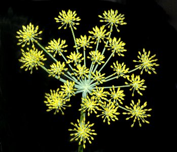 SWEET FENNEL (foeniculum vulgare) (8-19-07) canet -01