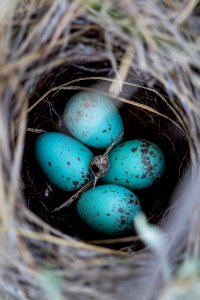 Brewer's sparrow nest and eggs photo