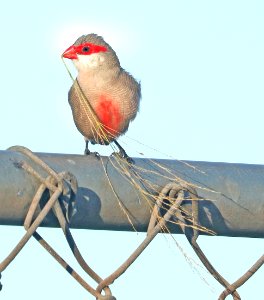COMMON WAXBILL (8-27-2017) keehi beach park, honolulu, oahu, hawaii -06