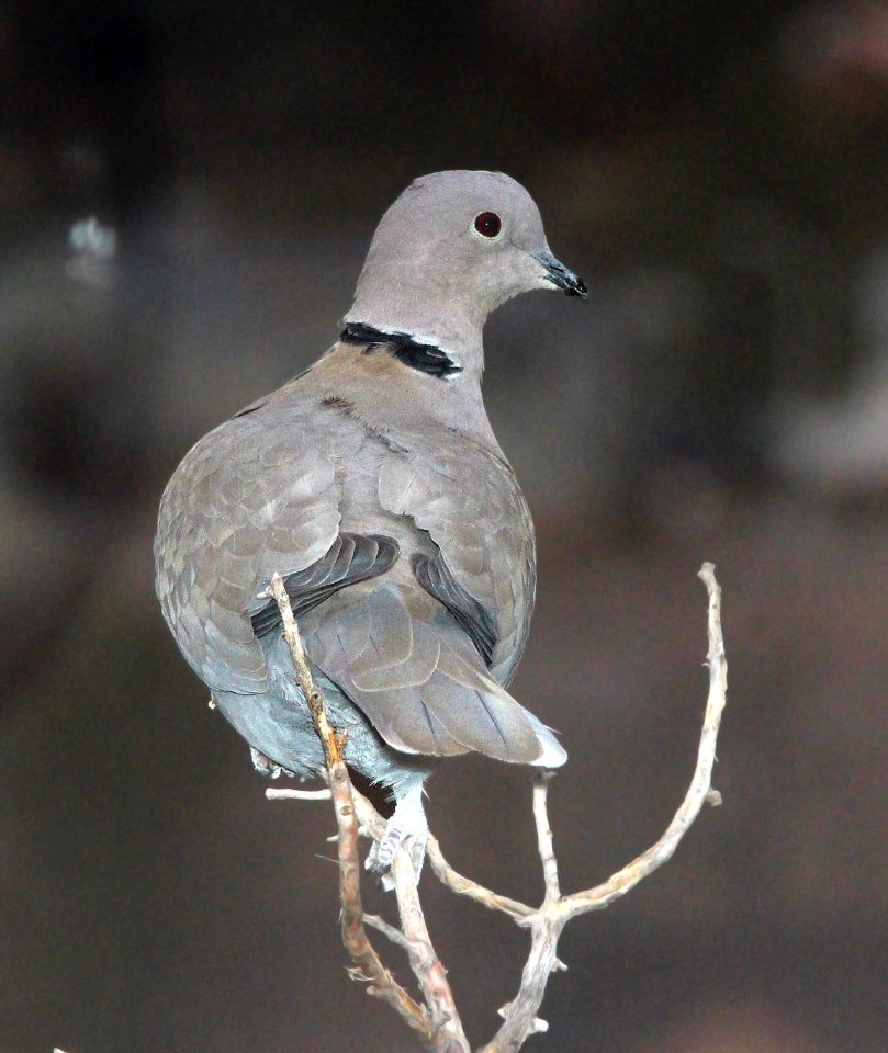 429 - EURASIAN COLLARED-DOVE (12-4-2014) farmington, san juan co, nm -02