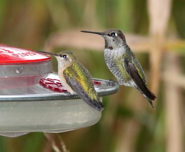 HUMMINGBIRD, CALLIOPE (10-21-10) female, with Anna's, paton's, patagonia, scc, az - 01