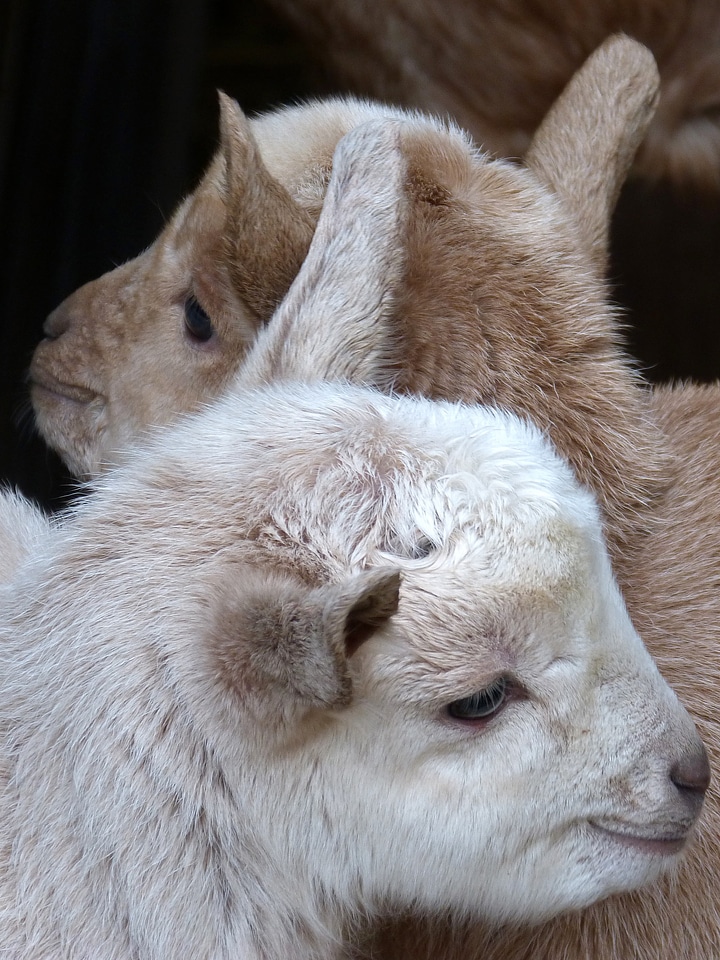 Goat breeding teddy
