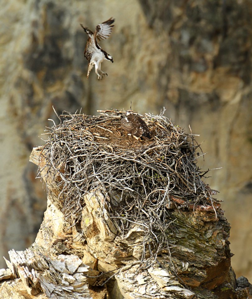 Adult osprey landing photo