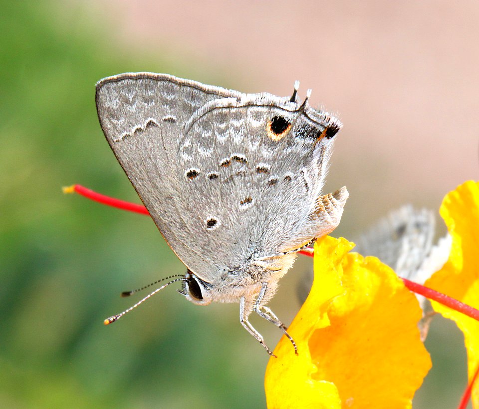 HAIRSTREAK, MALLOW SCRUB (Strymon istapa) (8-23-2015) 78 circulo montana, patagonia lake ranch estates, scc, az -01