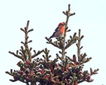 966 - WHITE-WINGED CROSSBILL (2-13-11) Placentia, Newfoundland
