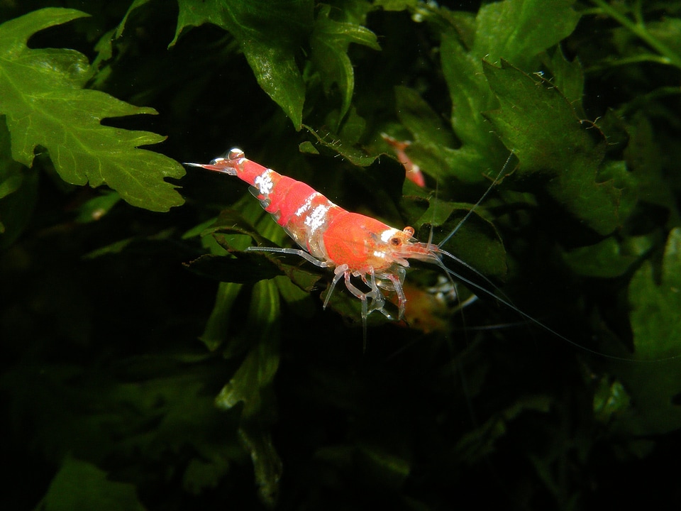 Probe underwater animal
