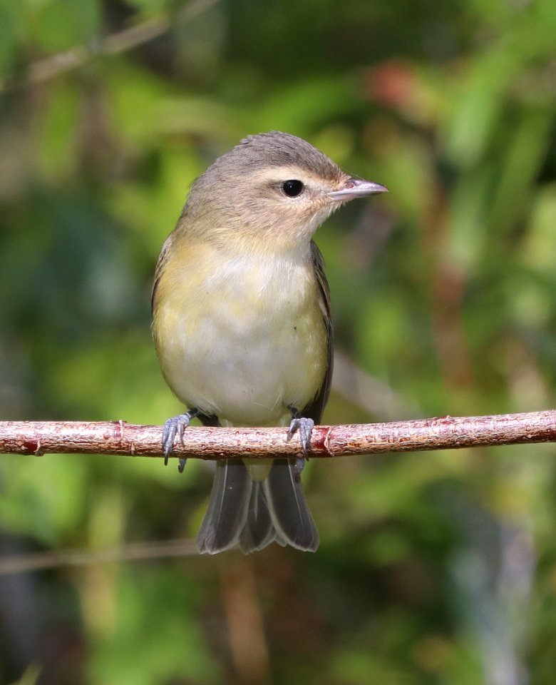 628 - WARBLING VIREO (9-19-2020) little colorado river, west of eagar, apache co, az -01