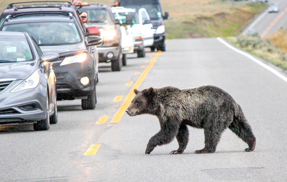 Grizzly bear crossing road in Hayden Valley
