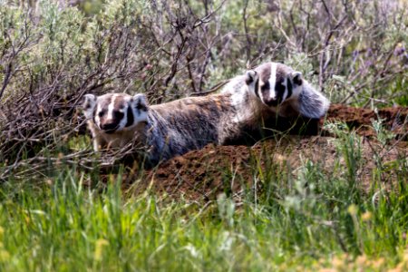 Badgers digging near Indian Creek Campground
