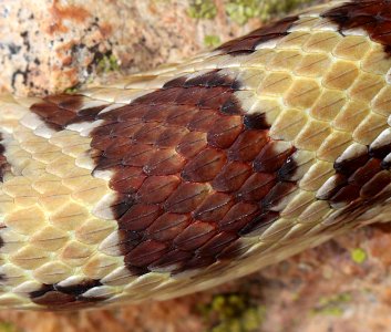 SNAKE, GOPHER (Pituophis catenifer) (9-12-11) blue haven road, patagonia, scc, az -04