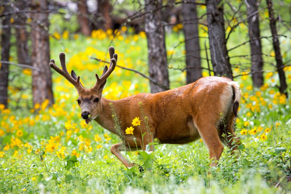 Mule deer buck