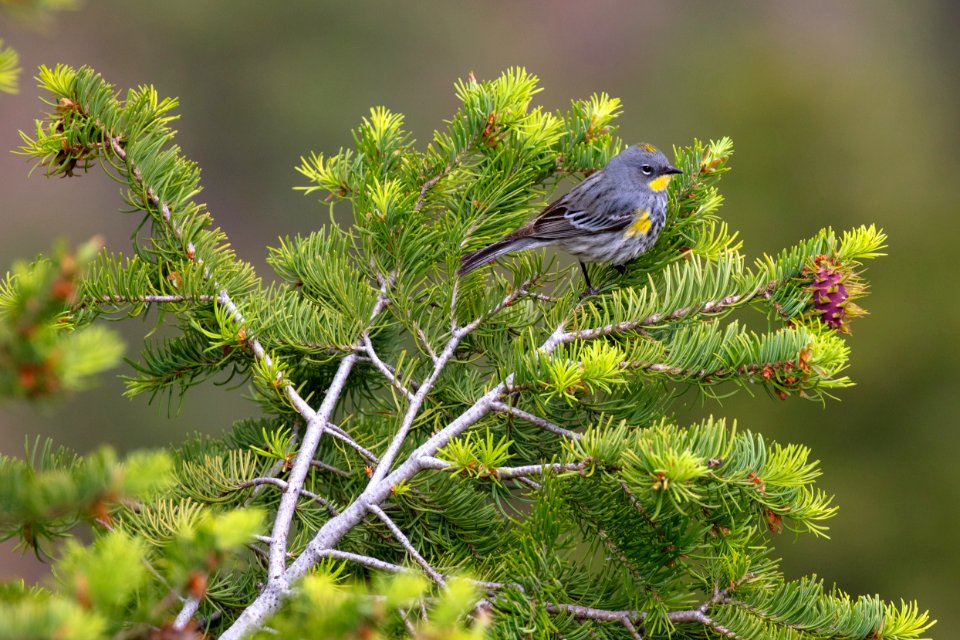 Yellow-rumped warbler (Setophaga coronata) near Calcite Springs Overlook